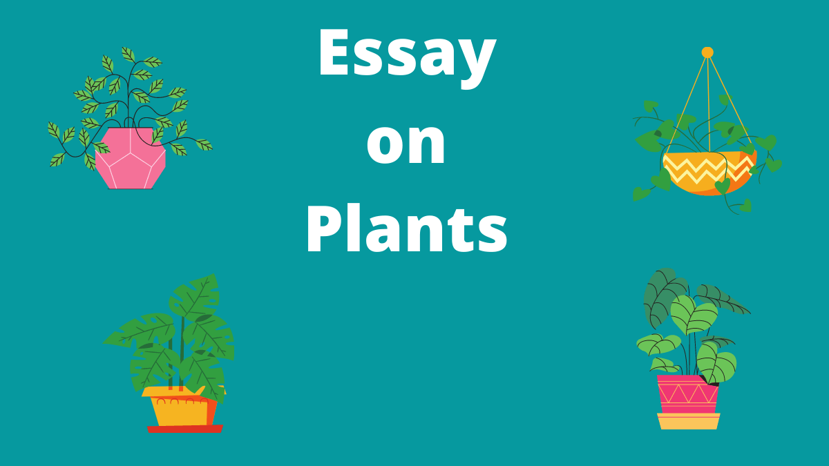 Essay on Plants or Importance Of Plants Essay in English