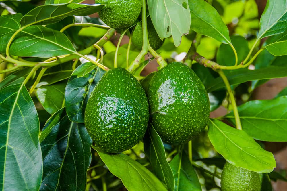 Two avocados hanging from a tree.