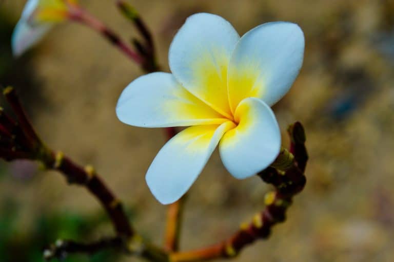 Plumeria Indoor Care