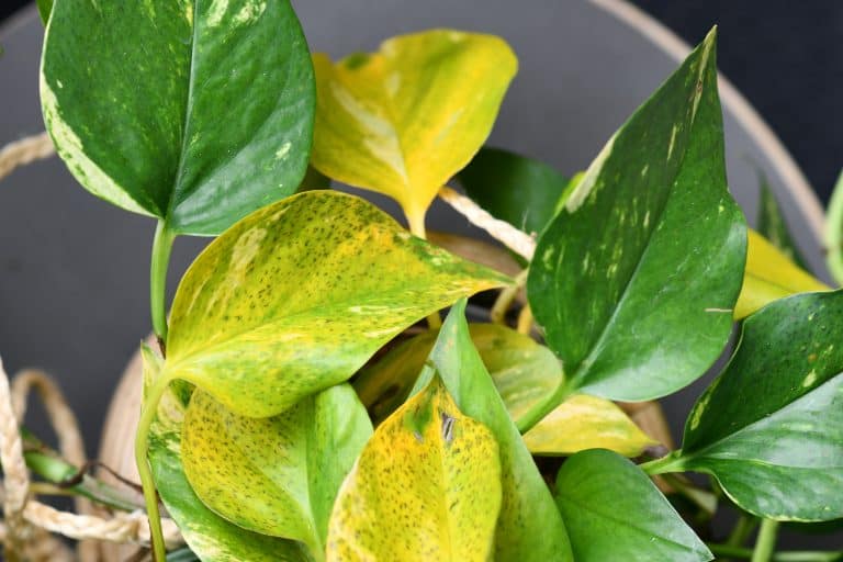 7 Reasons Why Golden Pothos Turn Yellow