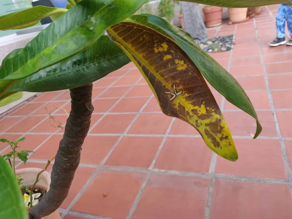 A stressed leaf on my homegrown Plumeria tree.